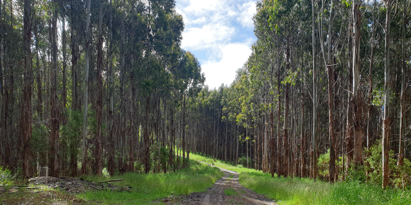 Ronchi Plantation, Callignee South